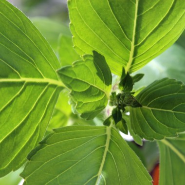 Heiliges Basilikum - Tulsi (Samen)