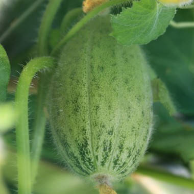 Honigmelone Green Nutmeg (Samen)