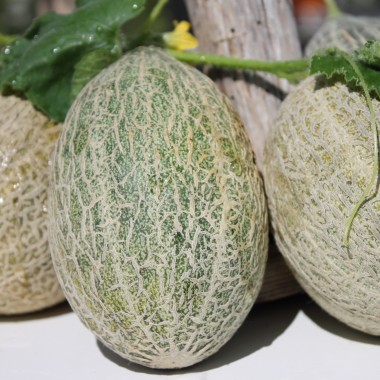 Honigmelone Green Nutmeg (Samen)