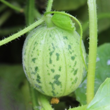 Honigmelone Queen Anne's Pocket (Samen)