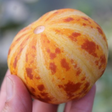 Honigmelone Queen Anne's Pocket (Samen)