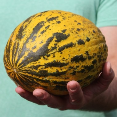 Honigmelone Turkish Leopard (Samen)