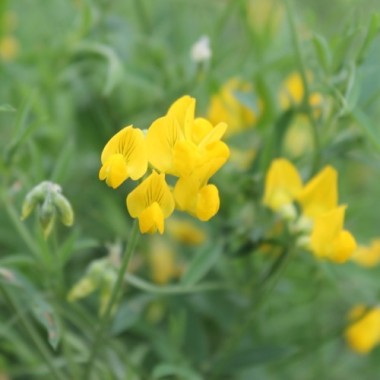 Gründüngung Hornschotenklee (Samen)