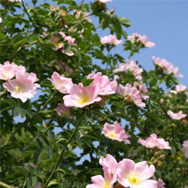 Hunds-Rose (Pflanze)