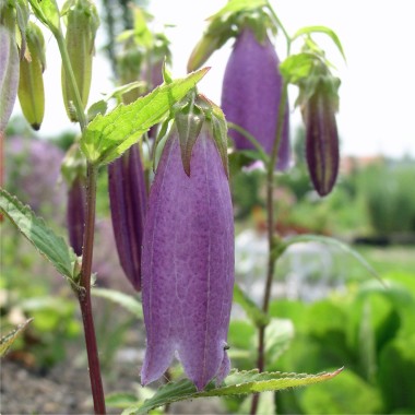 Japan-Glockenblume (Samen)