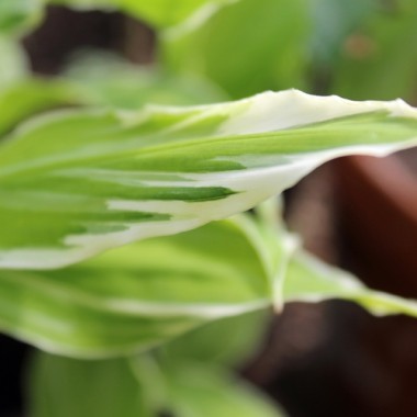 Japanischer Ingwer White Feather (Pflanze)
