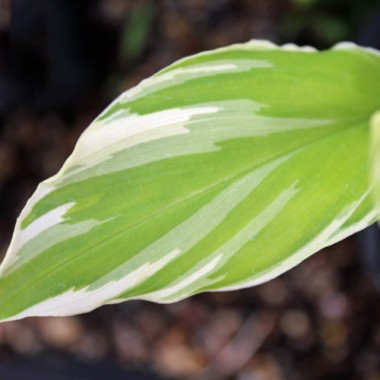 Japanischer Ingwer White Feather (Pflanze)
