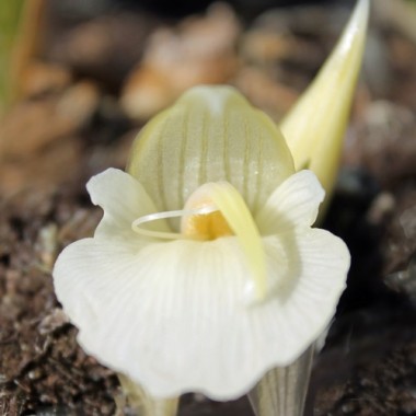 Japanischer Ingwer White Feather (Pflanze)