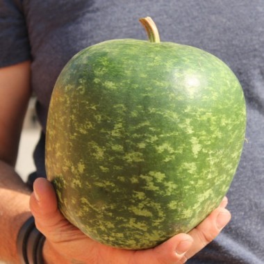 Kalebasse Apple (Samen)