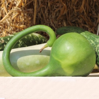 Kalebasse Duck Marenka (Samen)