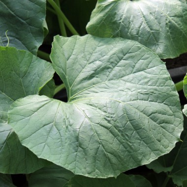 Kalebasse Duck Marenka (Samen)