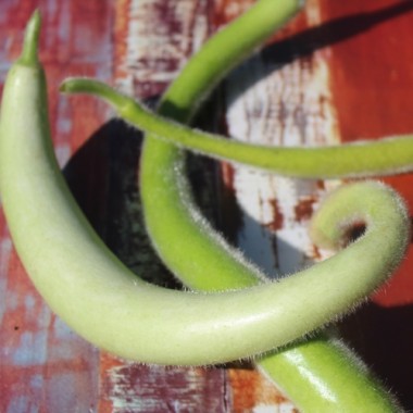 Kalebasse Snake Light Green (Samen)