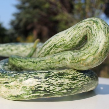 Kalebasse Snake Speckled (Samen)