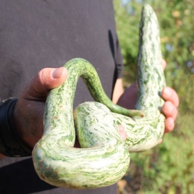 Kalebasse Snake Speckled (Samen)