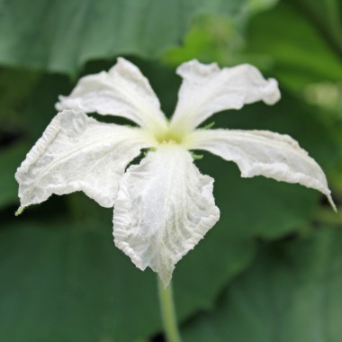 Kalebasse Speckled Swan (Samen)