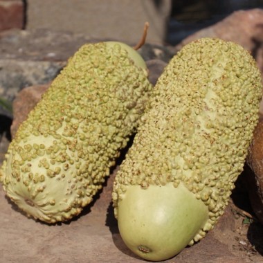 Kalebasse Verruqueuse de Maurice (Samen)