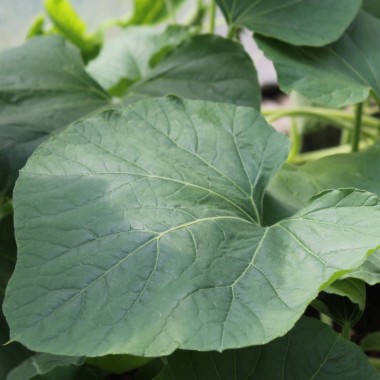 Kalebasse Verruqueuse de Maurice (Samen)