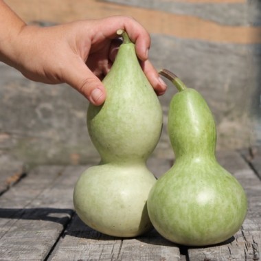Kalebasse Xiaohulu (Samen)