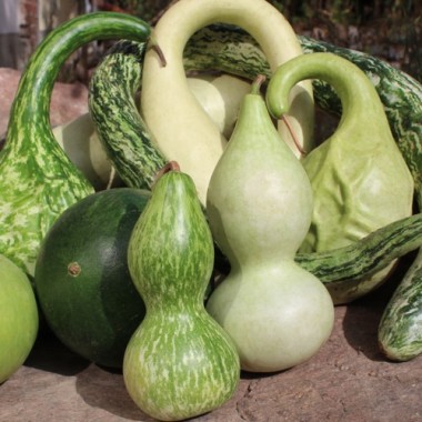 Kalebassenmix (Samen)