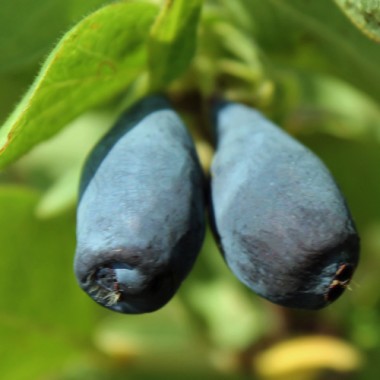 Kamtschatkabeere - Sibirische Blaubeere Atut (Pflanze)