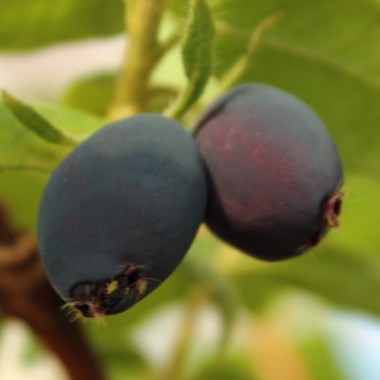 Kamtschatkabeere - Sibirische Blaubeere Brazowa (Pflanze)