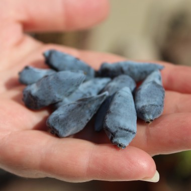 Kamtschatkabeere - Sibirische Blaubeere Czarna (Pflanze)
