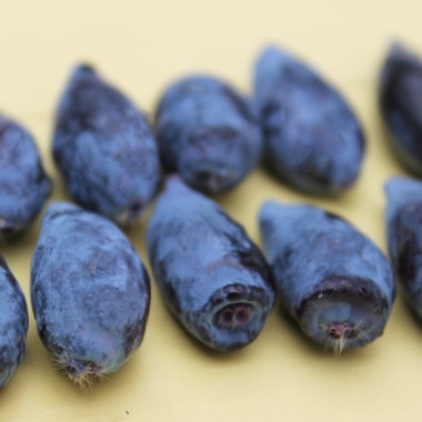 Kamtschatkabeere - Sibirische Blaubeere Czarna (Pflanze)