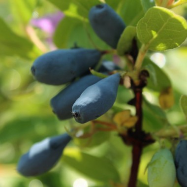 Kamtschatkabeere - Sibirische Blaubeere Czelabinka (Pflanze)