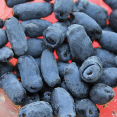 Kamtschatkabeere - Sibirische Blaubeere Dlinnoplodna (Pflanze)