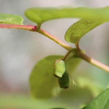 Kamtschatkabeere - Sibirische Blaubeere Dlinnoplodna (Pflanze)