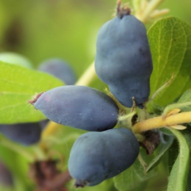 Kamtschatkabeere - Sibirische Blaubeere Leningradsky Velikan (Pflanze)