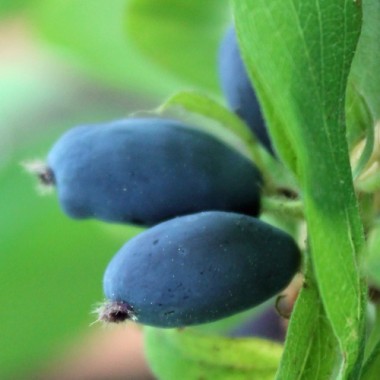 Kamtschatkabeere - Sibirische Blaubeere Leningradsky Velikan (Pflanze)