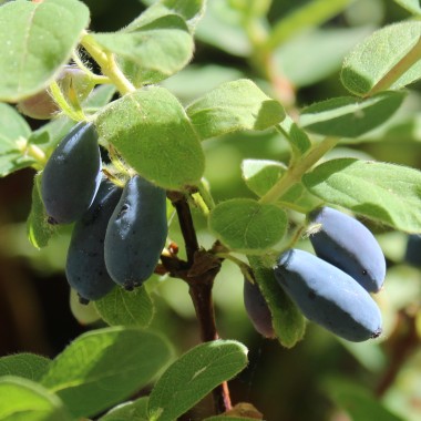 Kamtschatkabeere - Sibirische Blaubeere Lenita (Pflanze)
