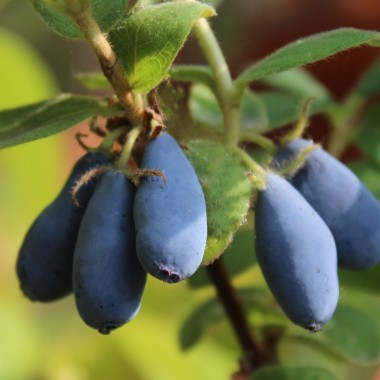 Kamtschatkabeere - Sibirische Blaubeere Lenita (Pflanze)