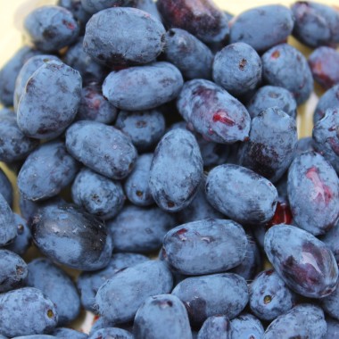 Kamtschatkabeere - Sibirische Blaubeere Siniglaskaya (Pflanze)