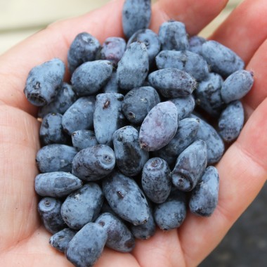 Kamtschatkabeere - Sibirische Blaubeere Siniglaskaya (Pflanze)