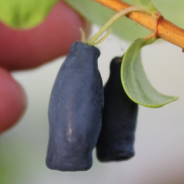 Kamtschatkabeere - Sibirische Blaubeere Tomicza (Pflanze)