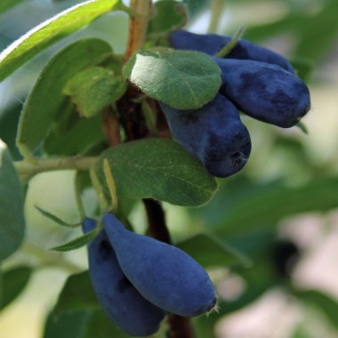 Kamtschatkabeere - Sibirische Blaubeere Wojtek (Pflanze)