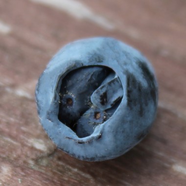 Kamtschatkabeere - Sibirische Blaubeere Zielona (Pflanze)