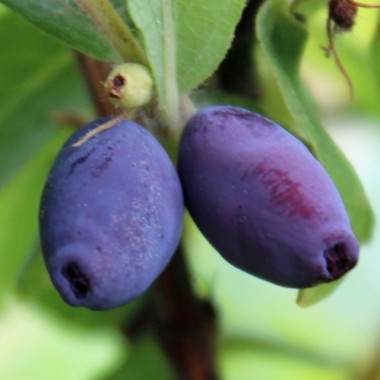 Kamtschatkabeere - Sibirische Blaubeere Zoluschka (Pflanze)