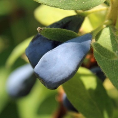 Kamtschatkabeere - Sibirische Blaubeere Zoluschka (Pflanze)