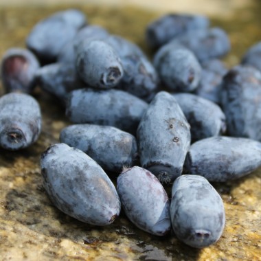 Kamtschatkabeere - Sibirische Blaubeere Wojtek (Pflanze)
