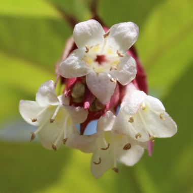 Karamellbeere Golden (Pflanze)