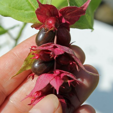 Karamellbeere Purple Rain (Pflanze)