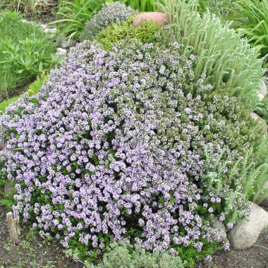 Kaskadenthymian (Pflanze)