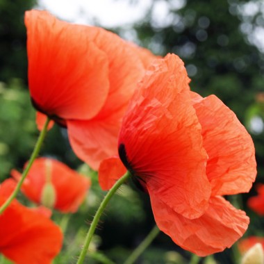 Klatschmohn (Samen)