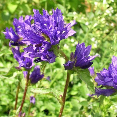 Knäuelglockenblume (Samen)