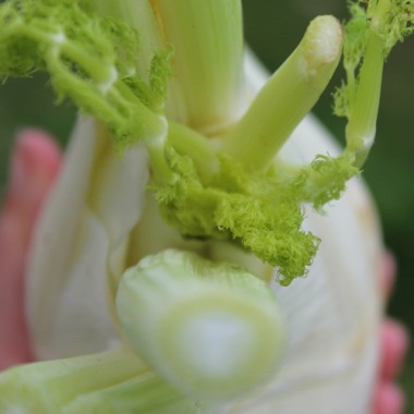 Knollenfenchel Mantovano (Samen)