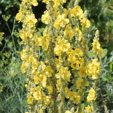 Königskerze großblütig (Samen)