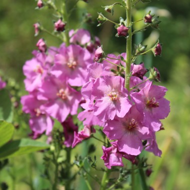 Königskerze rosa (Samen)